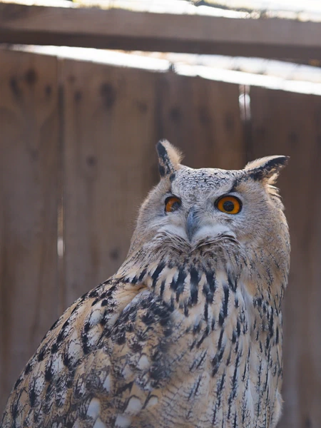 Owls 🦉